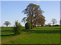 Pasture, Skirwith