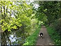 Wendover Arm: The canal overshadowed by trees