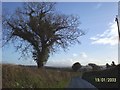 Holly tree near Trehill