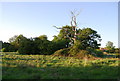 Dead tree by the path to Stocks Green Rd