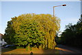 Two fine trees, London Rd