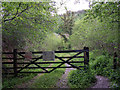 Woodland below Penralltfangor