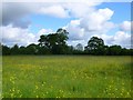 Meadow near Yetminster