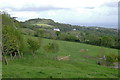 Sheep in a field, Hi Heather, Higher Exeter Road