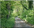 2009 : Walking the dog in Cheverell Wood