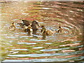 TQ1971 : Duck & ducklings ripple pink reflections by David Hawgood