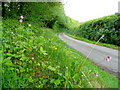 Lane by the Llanerch Brook