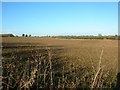 Towards Pallathorpe Farm