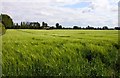 Alma Barn in a wheat field near Harwell