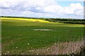 Looking across the Chilton Downs