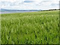 Barley at Balhelvie