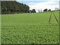 Young pea crop at Kilburns