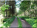 Woodland track at Currie