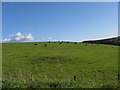 Grazing lands between Palacehill and Woodhead Farms