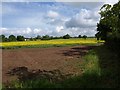 Oilseed rape field, Bulley