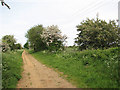 Flowering shrubs alongside the footpath