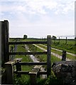 Footpath to Forest