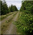 SN4834 : Forest Track to Crugyn Amlwg. by John Duckfield