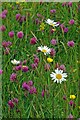 Buttercups and Daisies