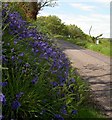 Bluebells all the way down.