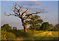 Balkholme Common, near Eastrington