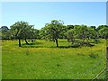 Orchard near Wyre Forest