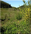 Valley below Allt Nant-y-castell.