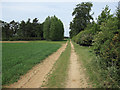 Footpath past windbreak