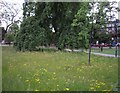 Wild flowers on Camberwell Green