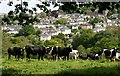 Cattle Over Totnes