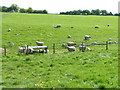 Sheep near Manton