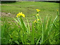 Yellow flags - near Langaford