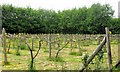 Grape Vines in the Hale Valley Vineyard, Wendover