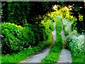 Bridle Path near Chebbards Farm