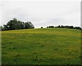 Hill of Buttercups