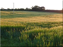 SY7596 : Field of Barley near Puddletown by Nigel Mykura