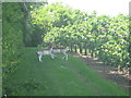 Startled Deer in Orchard