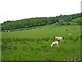 Sheep grazing in field at Upper Penrhuddlan