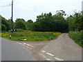 Profusion of wild flowers at the junction