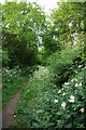 Dog Rose & Trackbed