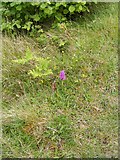 M3705 : Orchid in roadside verge - Killinny West Townland by Mac McCarron