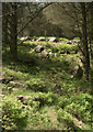 SS8994 : Boulders in the forest near Blaengarw by eswales