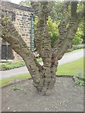 SE2536 : Mulberry Tree at Abbey House Museum by Rich Tea