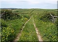 Green lane to Eastdown (3)