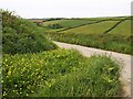 Lane near Combe Farm