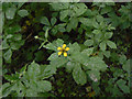 Flora in Wilwell Farm Cutting Nature Reserve (7)