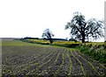 Maize Field near Alton Pancras