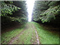 Forest road behind Glenahuil Farm