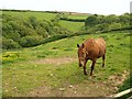 Pasture west of  Millcombe