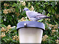 A Wood Pigeon at Lossiemouth